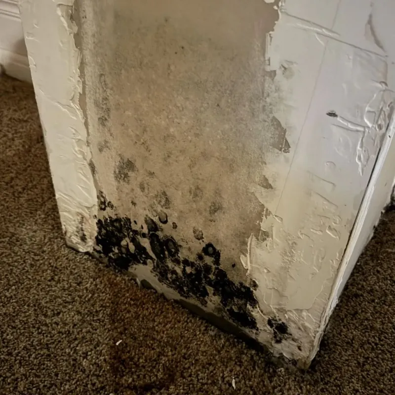 Professional Mold Removal in Spokane, WA